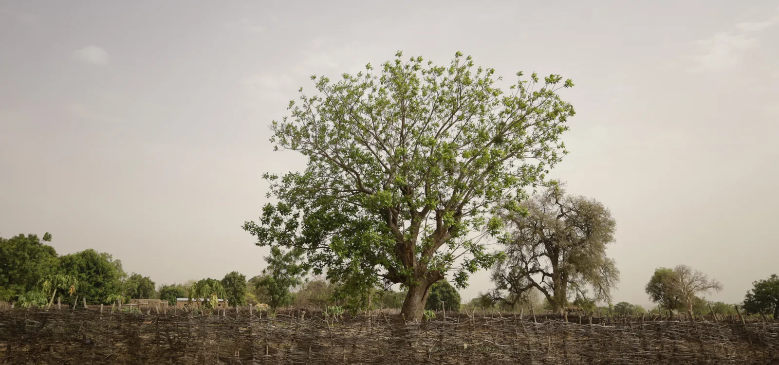 A tree in the West African landscape